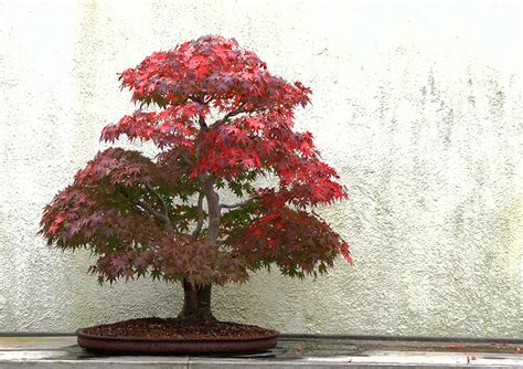 japanese maple bonsai tree care